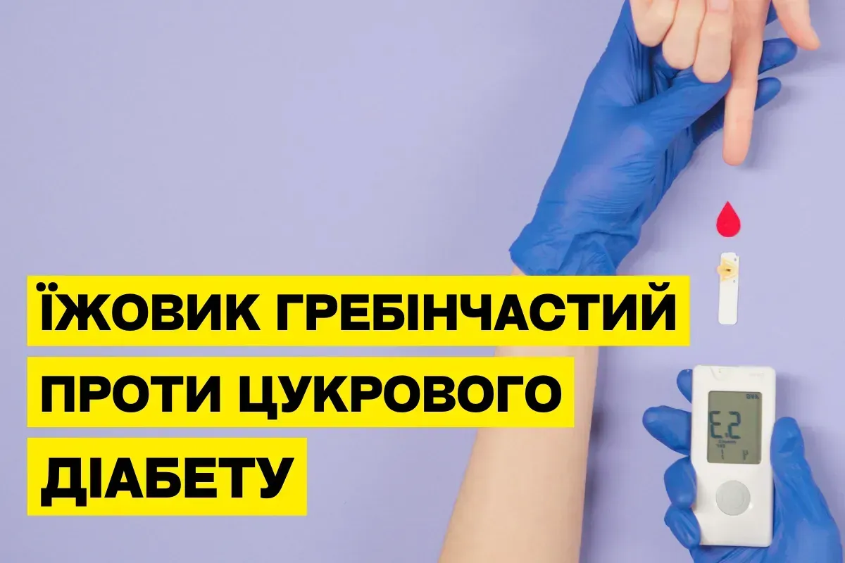 Їжовик гребінчастий і цукровий діабет: як гриб допомагає контролювати рівень цукру