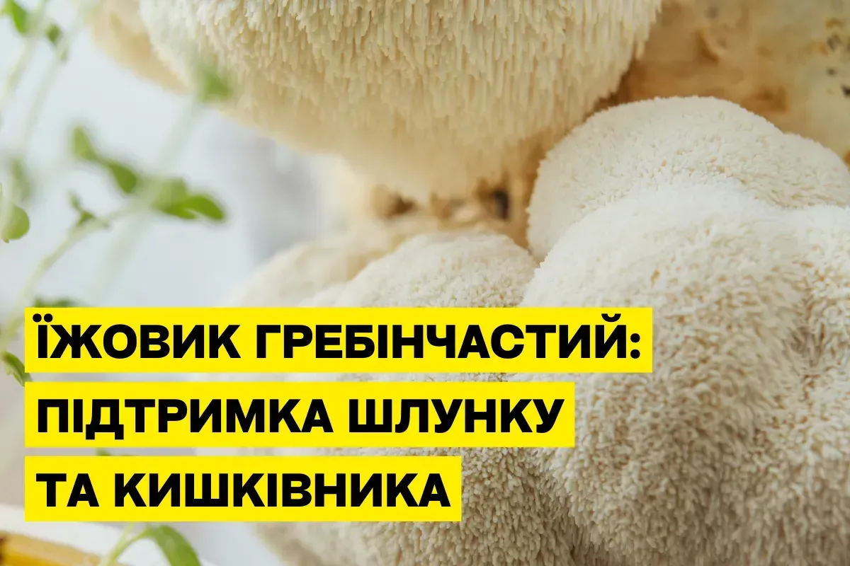 Ежовик гребенчатый — природная поддержка ЖКТ