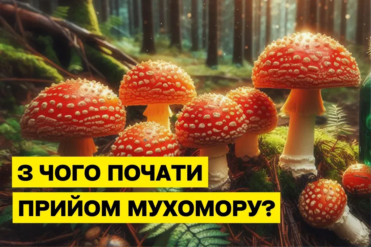 З чого почати прийом мухомора: повний гайд для новачків