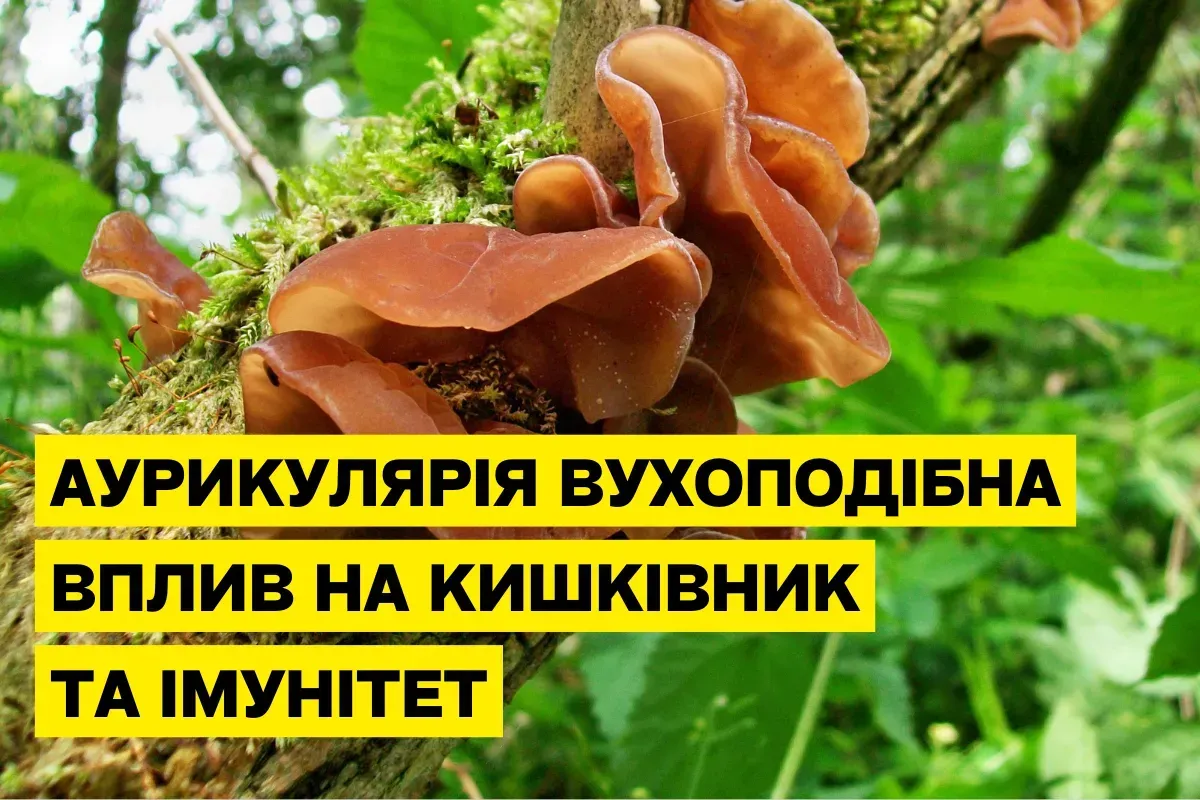 Как гриб аурикулярия поддерживает здоровье кишечника и иммунитет