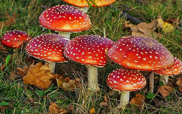 Мухоморы в лесу